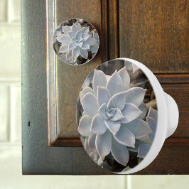 Silverblå Sukkulent Botanisk Fotografisk Knopp