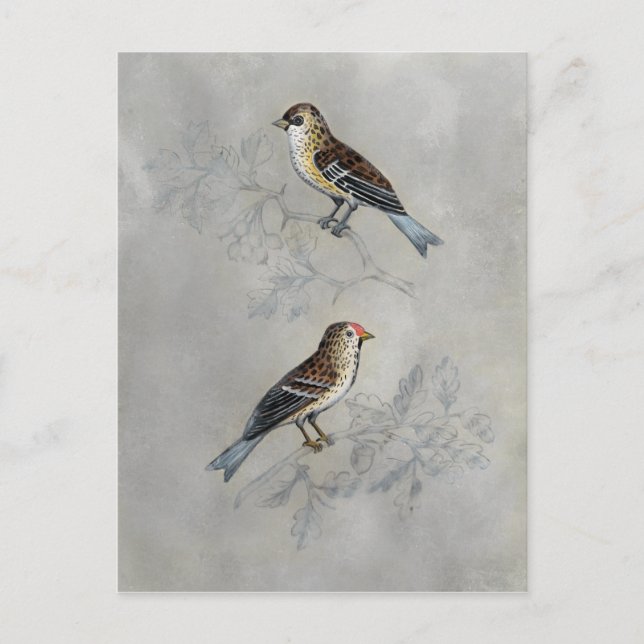 Silvered Aviary | Två Fåglar Vykort (Framsida)