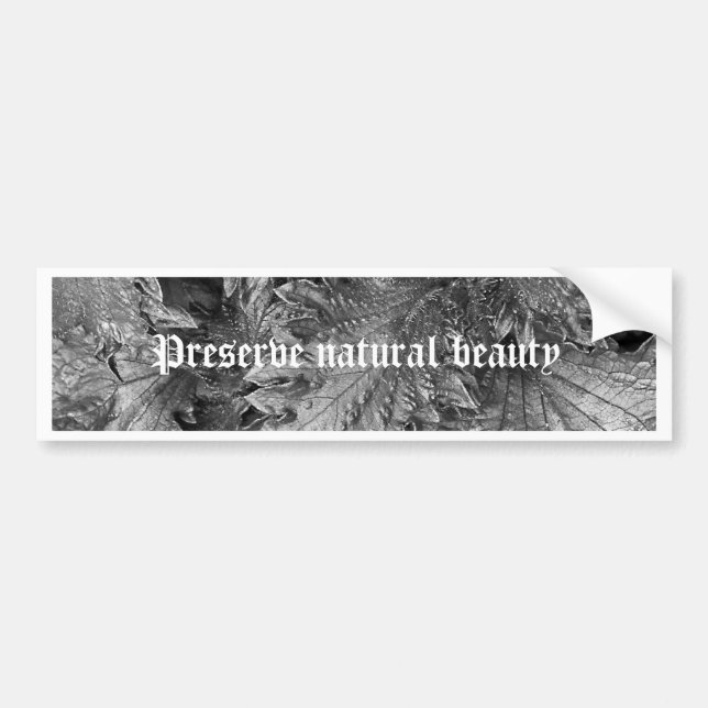 Silverskönhet Bildekal (Framsidan)