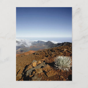 Silversword på Haleakala Crater kant från närhete Vykort