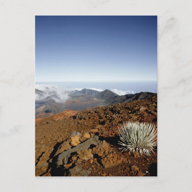 Silversword på Haleakala Crater  kant från närhete Vykort (Framsida)