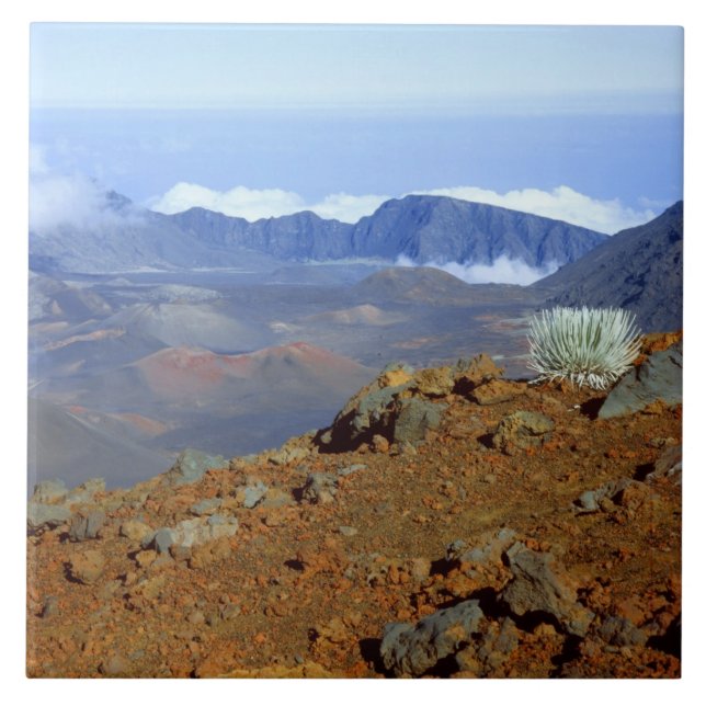 Silversword på Haleakala Crater Rim från nära 2 Kakelplatta (Framsidan)