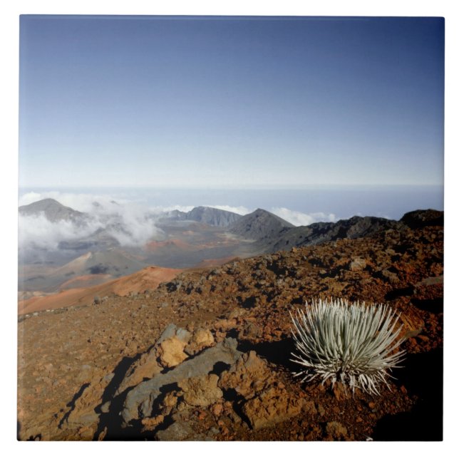 Silversword på Haleakala Crater Rim från nära håll Kakelplatta (Framsidan)