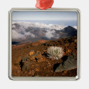 Silversword på Haleakala-kraterns kant från nära 3 Julgransprydnad Metall