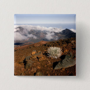 Silversword på Haleakala-kraterns kant från nära 3 Knapp