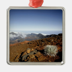 Silversword på Haleakala-kraterns kant från närhet Julgransprydnad Metall