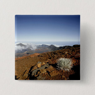 Silversword på Haleakala-kraterns kant från närhet Knapp
