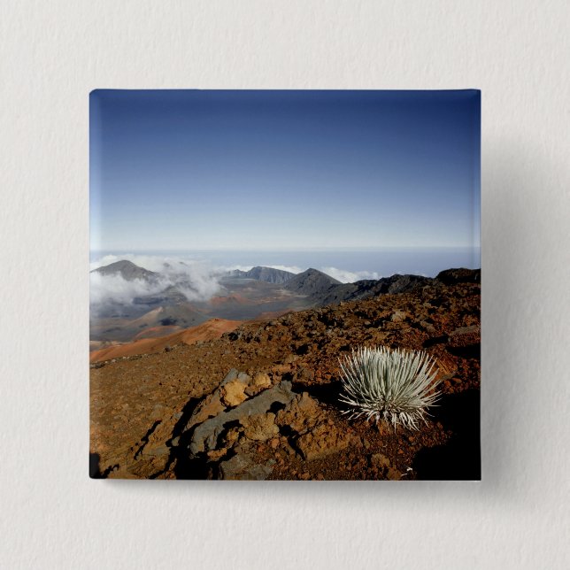 Silversword på Haleakala-kraterns kant från närhet Knapp (Framsida)