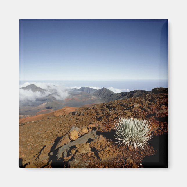 Silversword på Haleakala-kraterns kant från närhet Magnet (Framsidan)