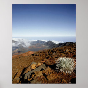 Silversword på Haleakala-kraterns kant från närhet Poster
