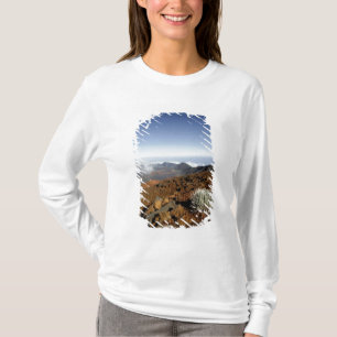 Silversword på Haleakala-kraterns kant från närhet Tröja