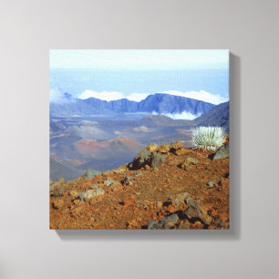 Silversword på Haleakala-kraterranden från nära 2 Canvastryck