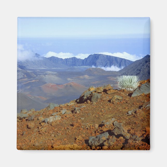 Silversword på Haleakala-kraterranden från nära 2 Magnet (Framsidan)