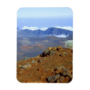 Silversword på Haleakala-kraterranden från nära 2 Magnet