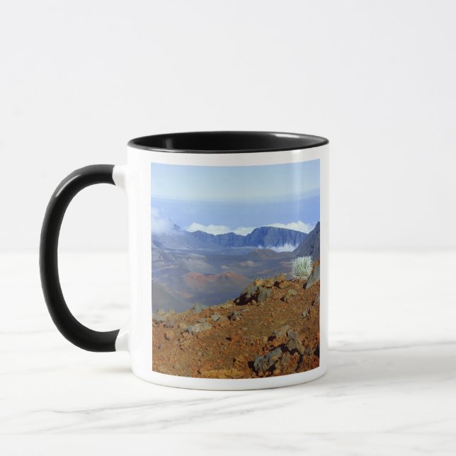 Silversword på Haleakala-kraterranden från nära 2 Mugg (Vänster)