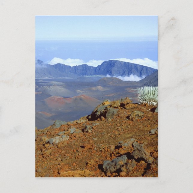 Silversword på Haleakala-kraterranden från nära 2 Vykort (Framsida)