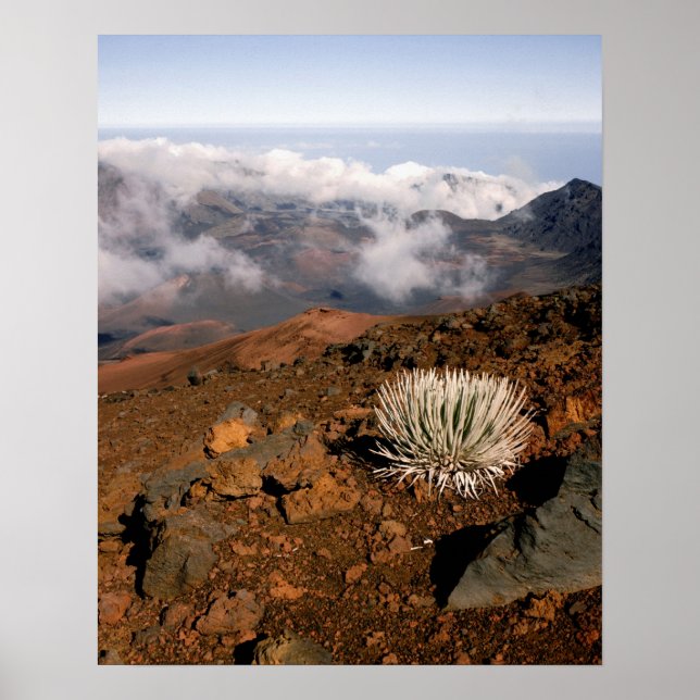 Silversword på Haleakala-kraterranden från nära 3 Poster (Framsidan)