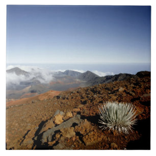 Silversword på Haleakala-kraterranden från närhete Kakelplatta