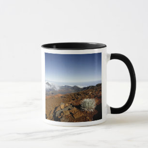 Silversword på Haleakala-kraterranden från närhete Mugg