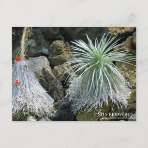 Silversword:vykort Vykort