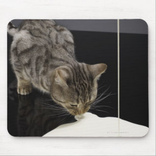 Silvertabby katt som dricker kräm från golv musmatta