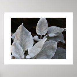 Silvervita änglavingsväxter blommar poster