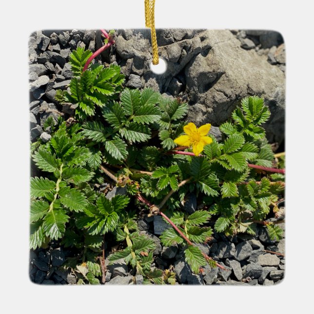 Silverweed Cinquefoil Julgransprydnad Keramik (Framsida)