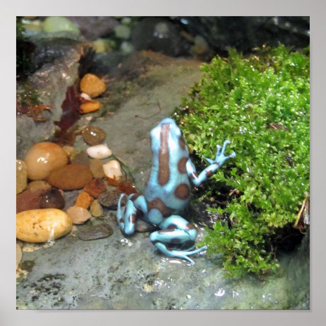 Silvery Blue Dart Frog Poster (Framsidan)