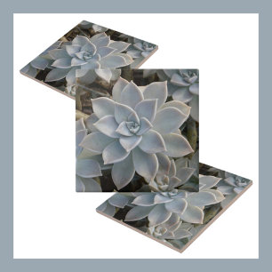 Silvery Blue Succulents Botanical Natural Kakelplatta