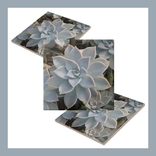 Silvery Blue Succulents Botanical Natural Kakelplatta (Skapare uppladdad)