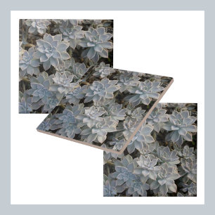 Silvery Blue Succulents Botaniska fotografiska Kakelplatta