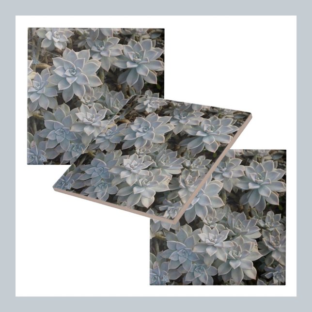 Silvery Blue Succulents Botaniska fotografiska Kakelplatta (Skapare uppladdad)