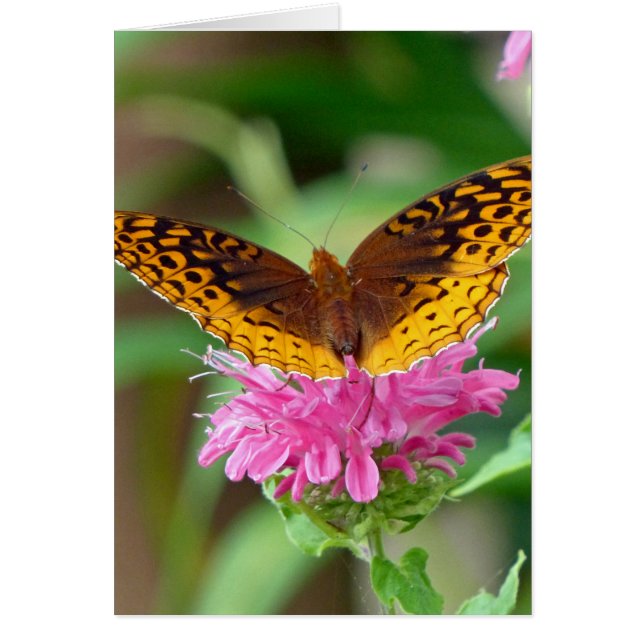 Silvery Checkerspot Butterfly Hälsningskort (Framsidan)