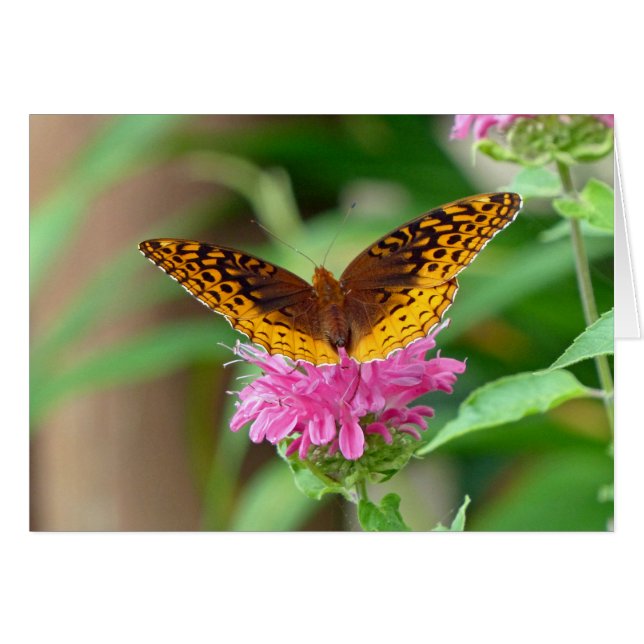Silvery Checkerspot Butterfly Hälsningskort (Framsidan Horizontal)