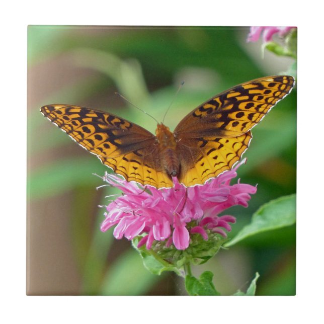 Silvery Checkerspot Butterfly Kakelplatta (Framsidan)