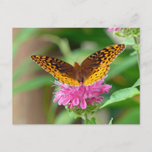 Silvery Checkerspot Butterfly Vykort