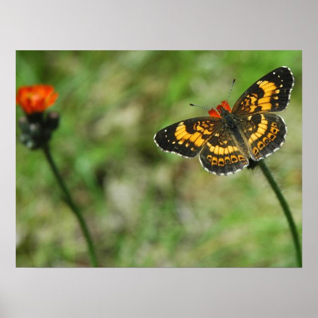Silvery Checkerspot Poster (Framsidan)