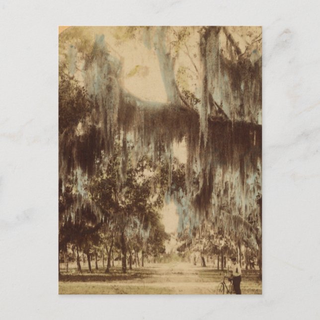 Silvery Draperies of Daytona Postcard Vykort (Framsida)