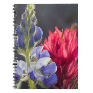 Silvery Lupine, Lavendelpensel Anteckningsbok