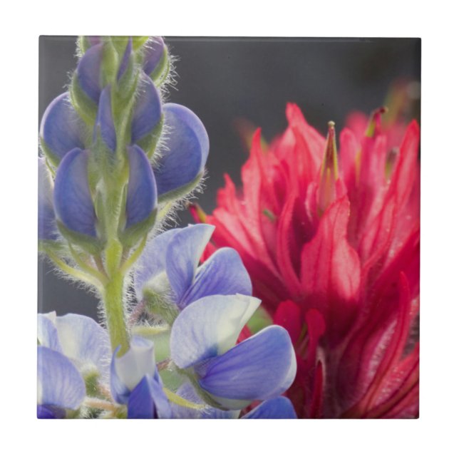Silvery Lupine, Lavendelpensel Kakelplatta (Framsidan)
