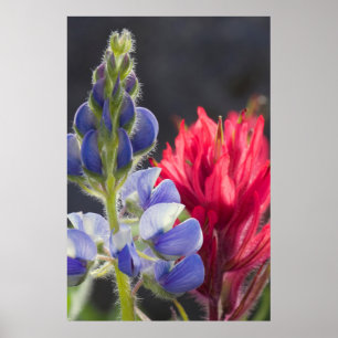 Silvery Lupine, Lavendelpensel Poster