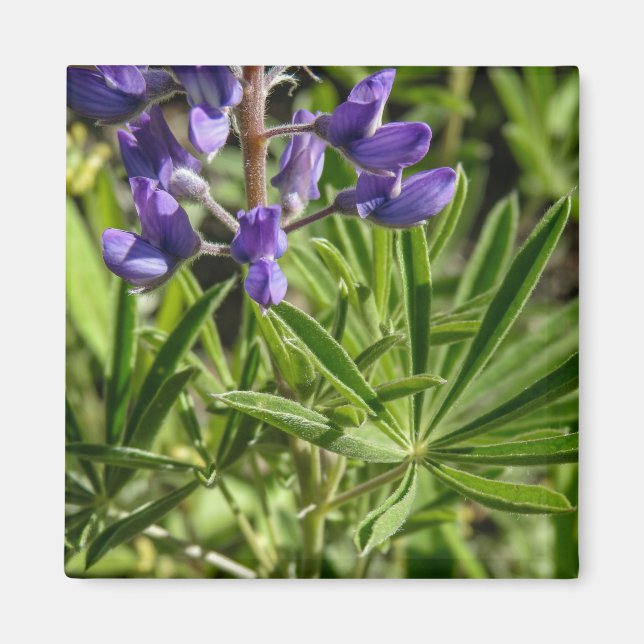Silvery Lupine Magnet (Framsidan)
