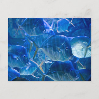 Silvery Tropical Fish Postcard Vykort