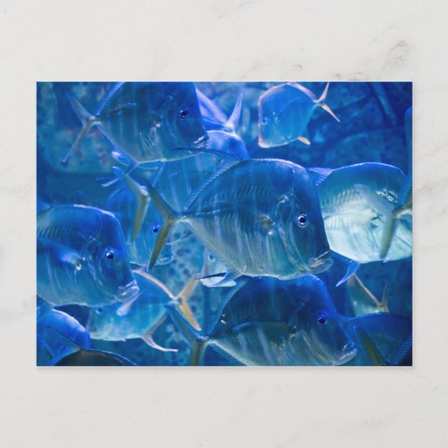 Silvery Tropical Fish Postcard Vykort (Framsida)