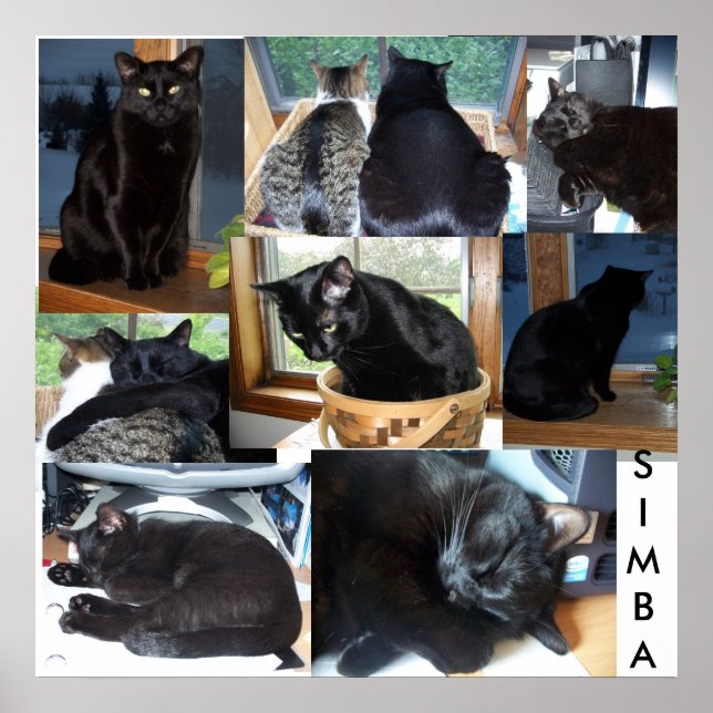 SIMBA POSTER (Framsidan)