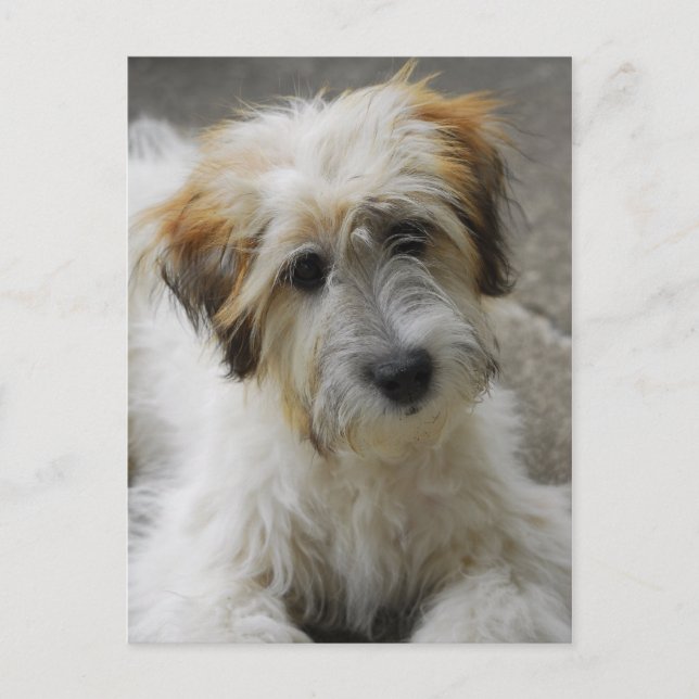 simba vykort (Framsida)