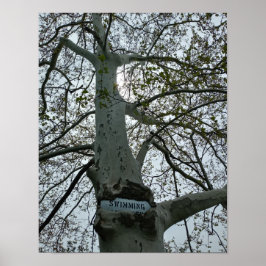 Simförbudsskylt i ett träd poster