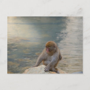 Simian Serenity av Shore Vykort