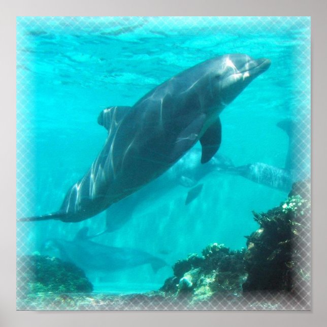 Simma delfinutskrift poster (Framsidan)