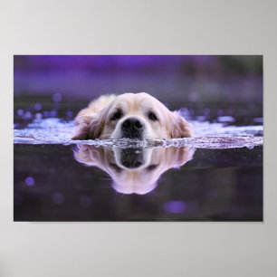 Simma den guld- retrieveren poster